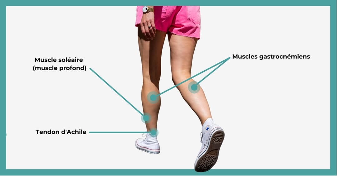 les muscles du mollet