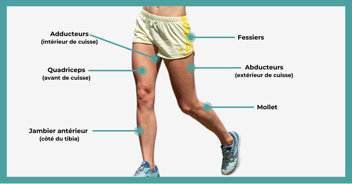 Les principaux muscles de la jambe